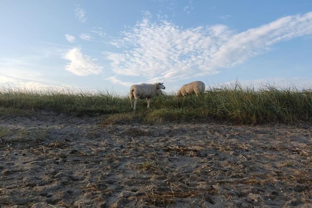 Erholung Auf Der Deichschaeferei Mit Deichblick Lejlighed Schillig Eksteriør billede